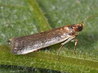 Denticera divisella Dup. adulte - �Philippe Mothiron