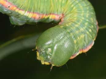  Chenille de Drymonia dodonaea D. & S. - �Philippe Mothiron