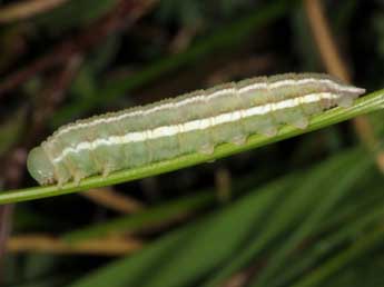  Chenille de Coenonympha dorus Esp. - �Wolfgang Wagner, www.pyrgus.de