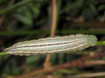  Chenille de Coenonympha dorus Esp. - �Wolfgang Wagner, www.pyrgus.de
