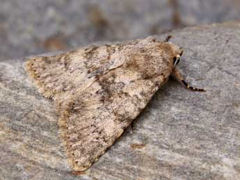 Polymixis dubia Dup. adulte - �Lionel Taurand