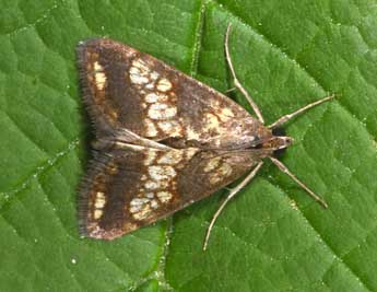 Evergestis dumerlei Lrt adulte - �Philippe Mothiron