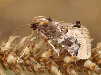 Loryma egregialis H.-S. adulte - �Lionel Taurand