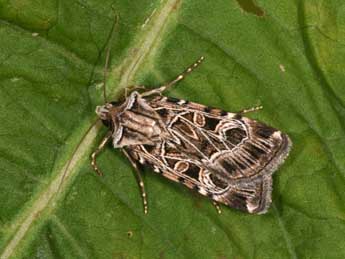 Chersotis elegans Ev. adulte - �Philippe Mothiron