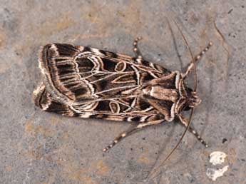 Chersotis elegans Ev. adulte - �Philippe Mothiron