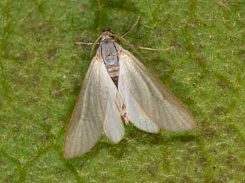 Acentria ephemerella D. & S. adulte - �Philippe Mothiron