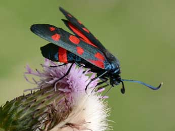 Zygaena ephialtes L. adulte - �Andr� Lantz