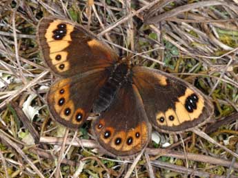Erebia epistygne Hb. adulte - �Wolfgang Wagner, www.pyrgus.de