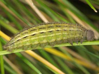  Chenille de Erebia epistygne Hb. - �Wolfgang Wagner, www.pyrgus.de