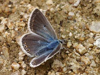 Polyommatus eros O. adulte - �Lionel Taurand