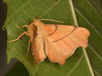 Ennomos erosaria D. & S. adulte - �Philippe Mothiron