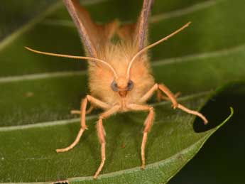 Ennomos erosaria D. & S. adulte - �Philippe Mothiron