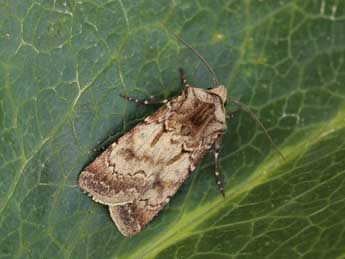 Agrotis exclamationis L. adulte - �Lionel Taurand