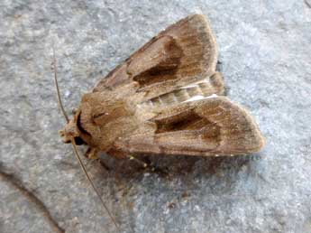 Agrotis exclamationis L. adulte - �Nicole Lepertel