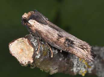 Xylena exsoleta L. adulte - �Philippe Mothiron