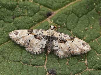 Eupithecia extremata F. adulte - �Lionel Taurand