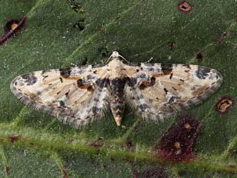 Eupithecia extremata F. adulte - �Lionel Taurand