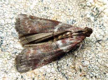 Laodamia faecella Z. adulte - �Nicole Lepertel