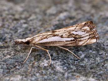 Catoptria falsella D. & S. adulte - �Lionel Taurand