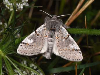 Gynaephora fascelina L. adulte - �Philippe Mothiron