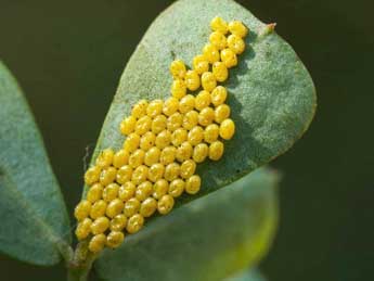  Oeuf de Zygaena fausta L. - �Dani�le Tixier-Inrep