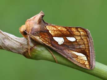 Plusia festucae L. adulte - �Lionel Taurand