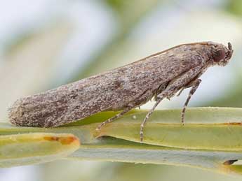 Cadra figulilella Gregs. adulte - �Friedmar Graf