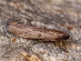 Cadra figulilella Gregs. adulte - �Lionel Taurand