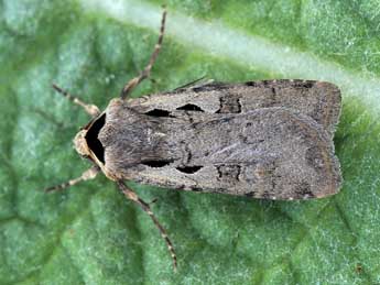 Dichagyris flammatra D. & S. adulte - �Lionel Taurand