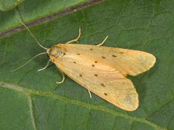 Setina irrorella L. adulte - �Philippe Mothiron