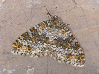 Entephria flavicinctata Hb. adulte - �Philippe Mothiron