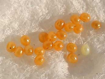  Oeuf de Hospitalia flavolineata Stgr - �Lionel Taurand