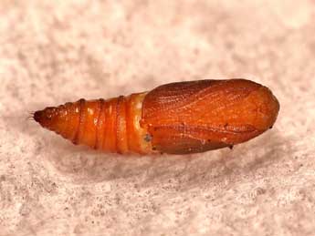  Chrysalide de Hospitalia flavolineata Stgr - �Lionel Taurand