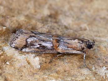 Asalebria florella Mann adulte - �Lionel Taurand