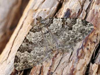 Xanthorhoe fluctuata L. adulte - �Lionel Taurand