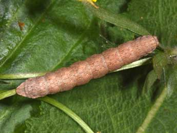  Chenille de Gnophos furvata D. & S. - �Philippe Mothiron