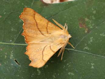 Ennomos fuscantaria Hw. adulte - �Lionel Taurand