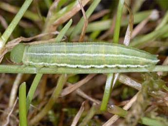  Chenille de Coenonympha gardetta Prun. - �Wolfgang Wagner, www.pyrgus.de