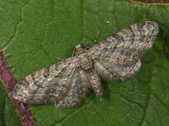 Eupithecia gemellata H.-S. adulte - �Philippe Mothiron
