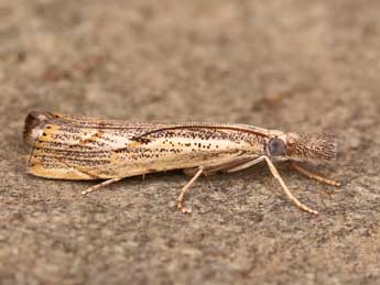 Agriphila geniculea Hw. adulte - �Lionel Taurand