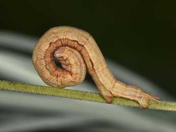  Chenille de Aspitates gilvaria D. & S. - �Philippe Mothiron