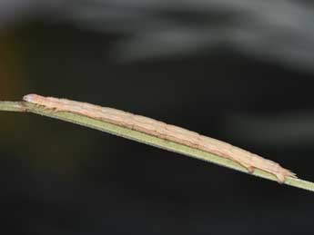  Chenille de Aspitates gilvaria D. & S. - �Philippe Mothiron