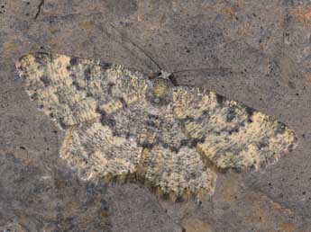 Charissa glaucinaria Hb. adulte - �Philippe Mothiron