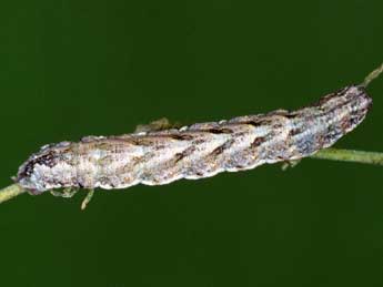  Chenille de Charissa glaucinaria Hb. - �Helmut Deutsch