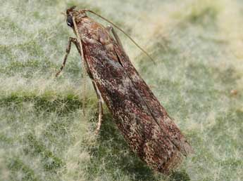 Cryptoblabes gnidiella Mill. adulte - �Friedmar Graf