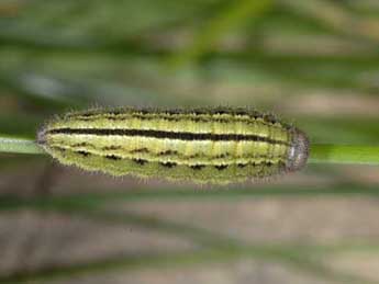  Chenille de Erebia gorge Hb. - �Wolfgang Wagner, www.pyrgus.de