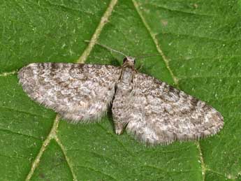 Eupithecia graphata Tr. adulte - �Philippe Mothiron