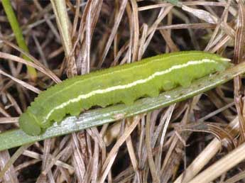  Chenille de Coenonympha hero L. - �Wolfgang Wagner, www.pyrgus.de