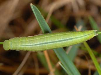  Chenille de Coenonympha hero L. - �Wolfgang Wagner, www.pyrgus.de
