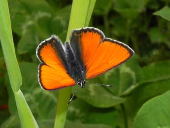 Lycaena hippothoe L. adulte - �Philippe Mothiron